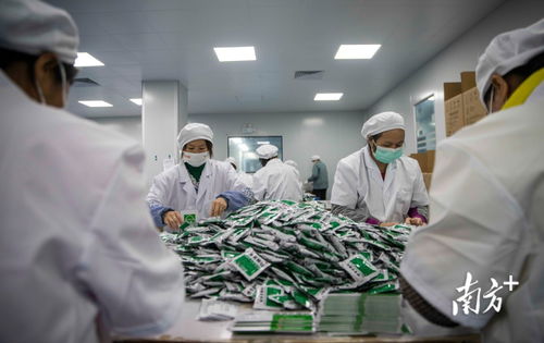现场直击 马力全开 广东药企24小时加班生产